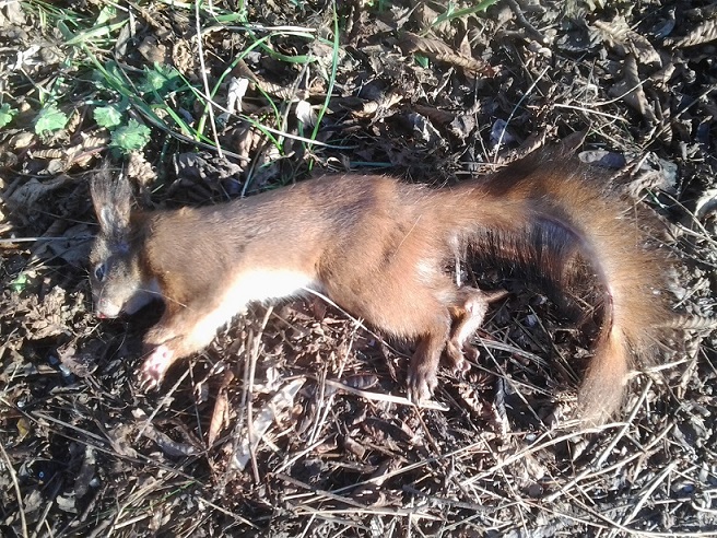 SEGNALAZIONI: Selvatici morti